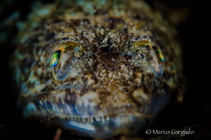 mediterranean Lizard fish by Marco Gargiulo 